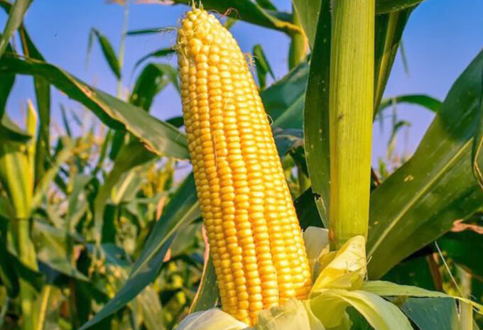 Tocantins bate recorde na produção de milho safrinha e aposta no consórcio com braquiária